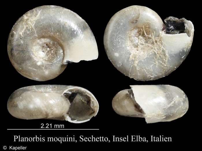 Planorbis moquini