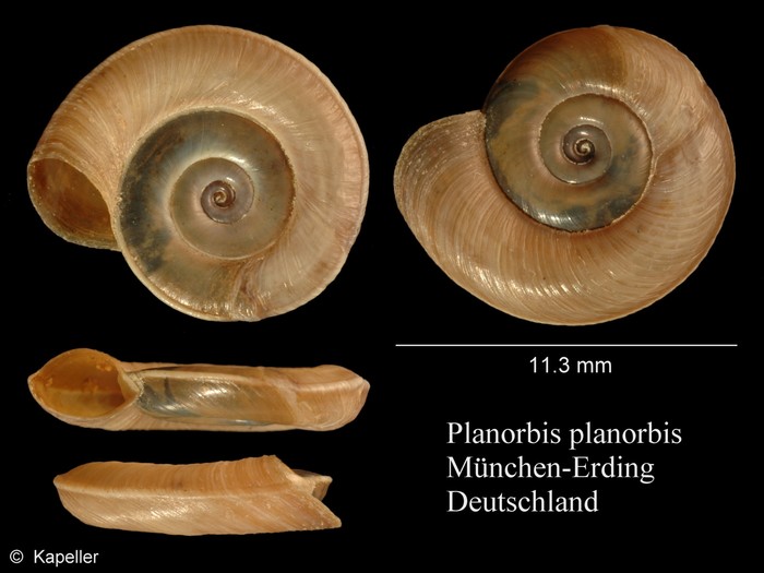 Planorbis planorbis Planorbis planorbis