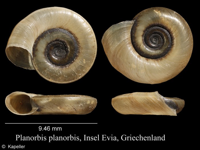 Planorbis planorbis Planorbis planorbis