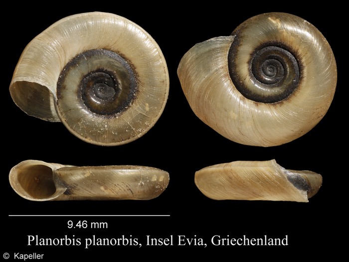 Planorbis planorbis