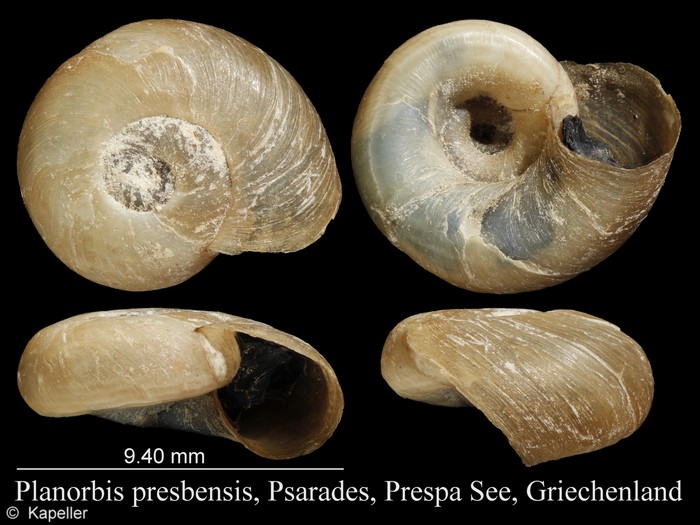 Planorbis presbensis Planorbis presbensis