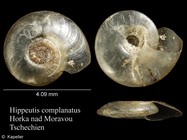 Hippeutis complanatus
