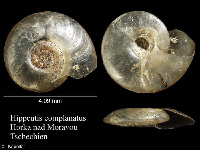 Hippeutis complanatus