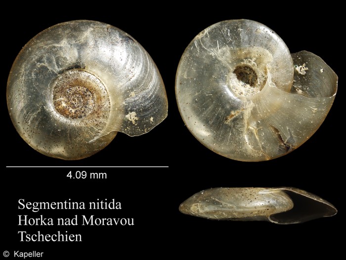 Segmentina nitida Segmentina nitida
