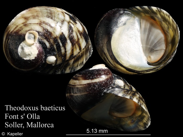 Theodoxus baeticus