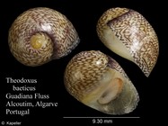 Theodoxus baeticus