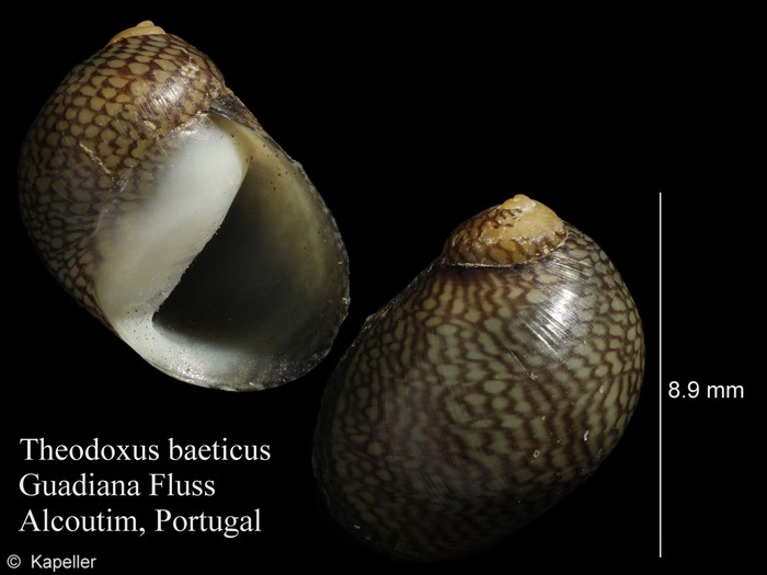 Theodoxus baeticus