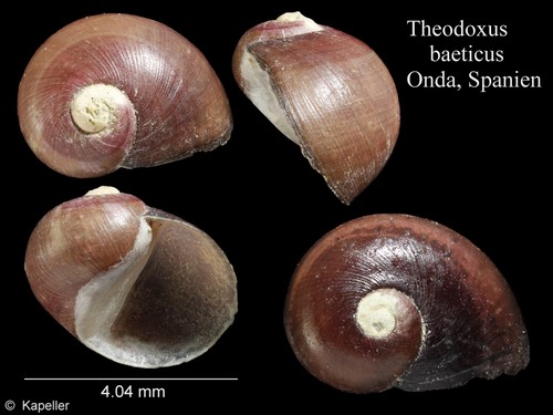 Theodoxus baeticus