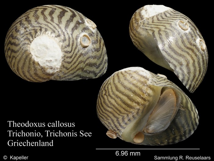 Theodoxus callosus Theodoxus callosus
