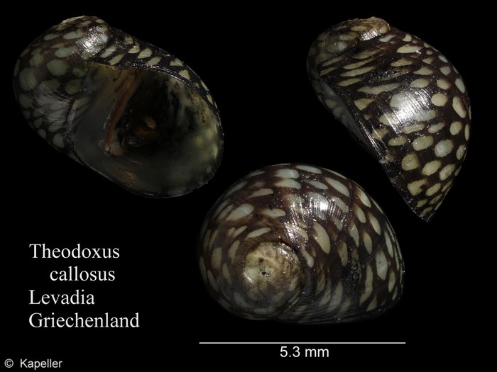 Theodoxus callosus Theodoxus callosus