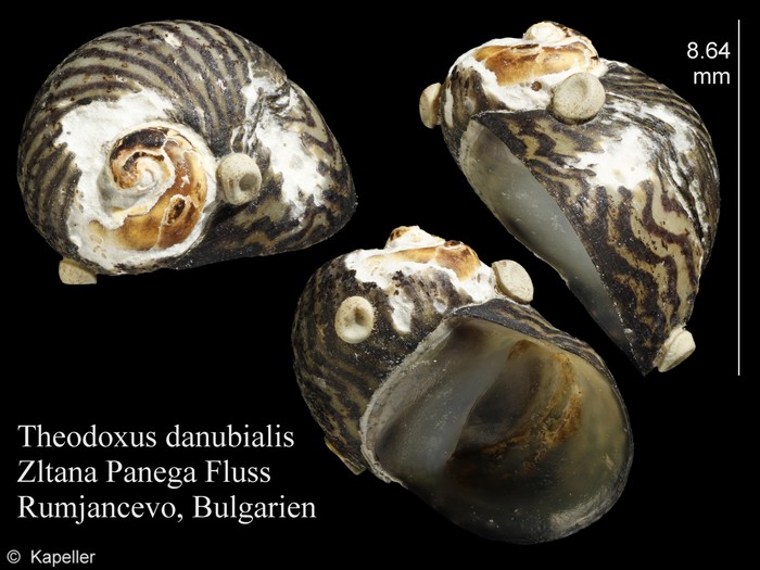 Theodoxus danubialis Theodoxus danubialis