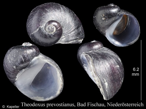 Theodoxus prevostianus