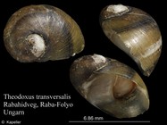 Theodoxus transversalis