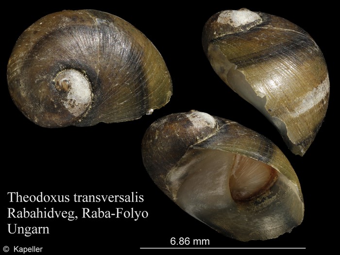 Theodoxus transversalis Theodoxus transversalis