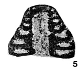 Monotaxis gibba (Möller, 1879)