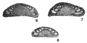 Monotaxis subconica Brazhnikova & Yartseva, 1956