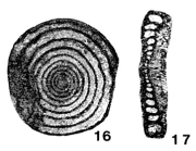 Monotaxinoides transitorius Brazhnikova & Yartseva, 1956