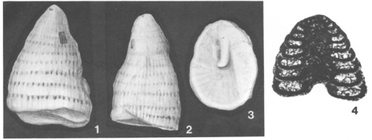 Howchinia bradyana (Howchin, 1888)