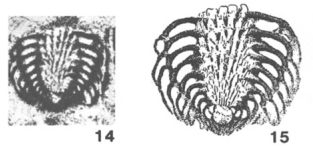 Lasiotrochus tatoiensis Reichel, 1946