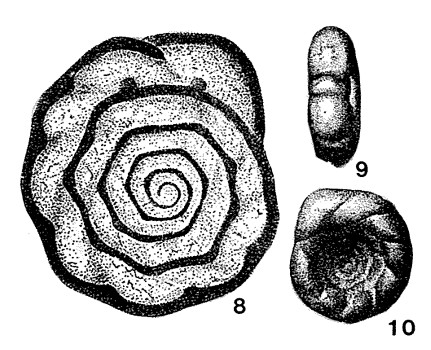 Carbonella spectabilis Dain, 1953