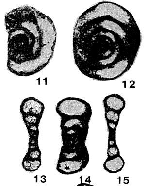 Tournayella (Eotournayella) jubra Lipina & Pronina, 1964 Tournayella (Eotournayella) jubra Lipina & Pronina, 1964