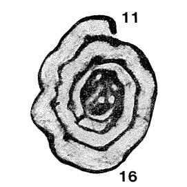 Tournayella costata Lipina, 1955 Tournayella costata Lipina, 1955
