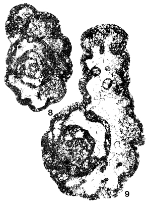 Ammobaculites dinantii Conil & Lys, 1964