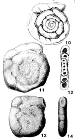 Cepekia cepeki Vašíček & Růžička, 1957