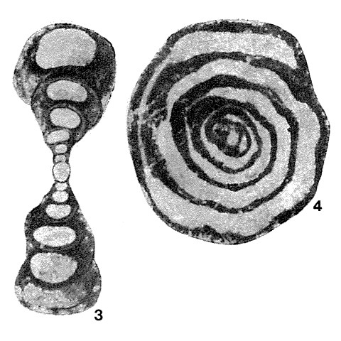 Tournayella moelleri Malakhova, 1953 Tournayella moelleri Malakhova, 1953