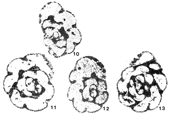 Avesnella streeli Conil & Lys, 1970