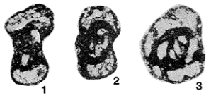 Septaglomospiranella gosseleti Conil in Bouckaert et al., 1967