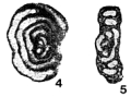 Chromista - Foraminifera (foraminifers)