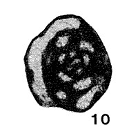 Glomospiranella asiatica Lipina, 1951 Glomospiranella asiatica Lipina, 1951