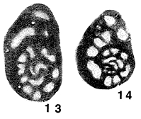 Glomospirella borealis Reitlinger, 1950 Glomospirella borealis Reitlinger, 1950