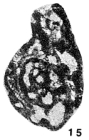 Septabrunsiina (Rectoseptabrunsiina) postchusovensis Lipina, 1965