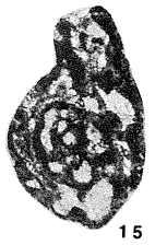Septabrunsiina (Rectoseptabrunsiina) postchusovensis Lipina, 1965 Septabrunsiina (Rectoseptabrunsiina) postchusovensis Lipina, 1965