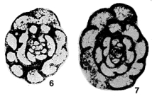 Septabrunsiina (Spinobrunsiina) ramsbottomi Conil & Longerstaey, 1980