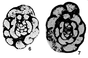 Septabrunsiina (Spinobrunsiina) ramsbottomi Conil & Longerstaey, 1980 Septabrunsiina (Spinobrunsiina) ramsbottomi Conil & Longerstaey, 1980