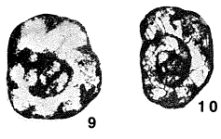 Plectogyra pauli Conil & Lys, 1964