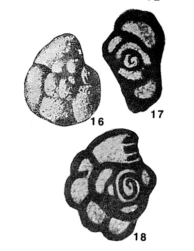 Mstinia fursenkoi Dain, 1953 Mstinia fursenkoi Dain, 1953