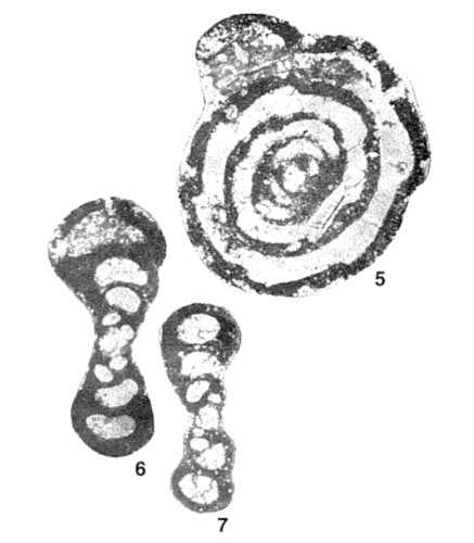 Uvatournayella uva Ganelina, 1966 Uvatournayella uva Ganelina, 1966