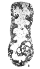 Pseudolituotubella multicamerata Vdovenko, 1967