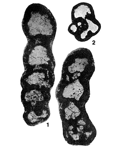 Ammobaculites sarbaicus subsp. beschevensis Brazhnikova, 1967 Ammobaculites sarbaicus subsp. beschevensis Brazhnikova, 1967