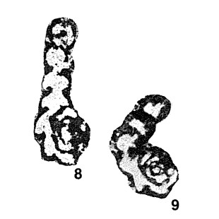 Chernyshinellina pygmaea (Malakhova, 1954) Chernyshinellina pygmaea (Malakhova, 1954)