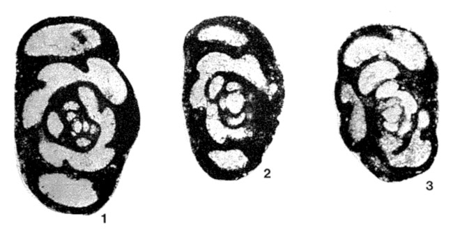 Plectogyra (Latiendothyra) quaesita Ganelina, 1966 Plectogyra (Latiendothyra) quaesita Ganelina, 1966