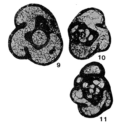 Chernyshinella tumulosa Lipina, 1955