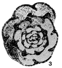 Plectogyra tumula Zeller, 1957