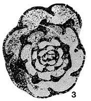 Plectogyra tumula Zeller, 1957 Plectogyra tumula Zeller, 1957