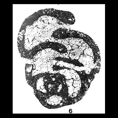 Eotextularia diversa (Chernysheva, 1948) Eotextularia diversa (Chernysheva, 1948)