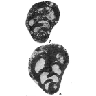Palaeotextularia diversa Chernysheva, 1948
